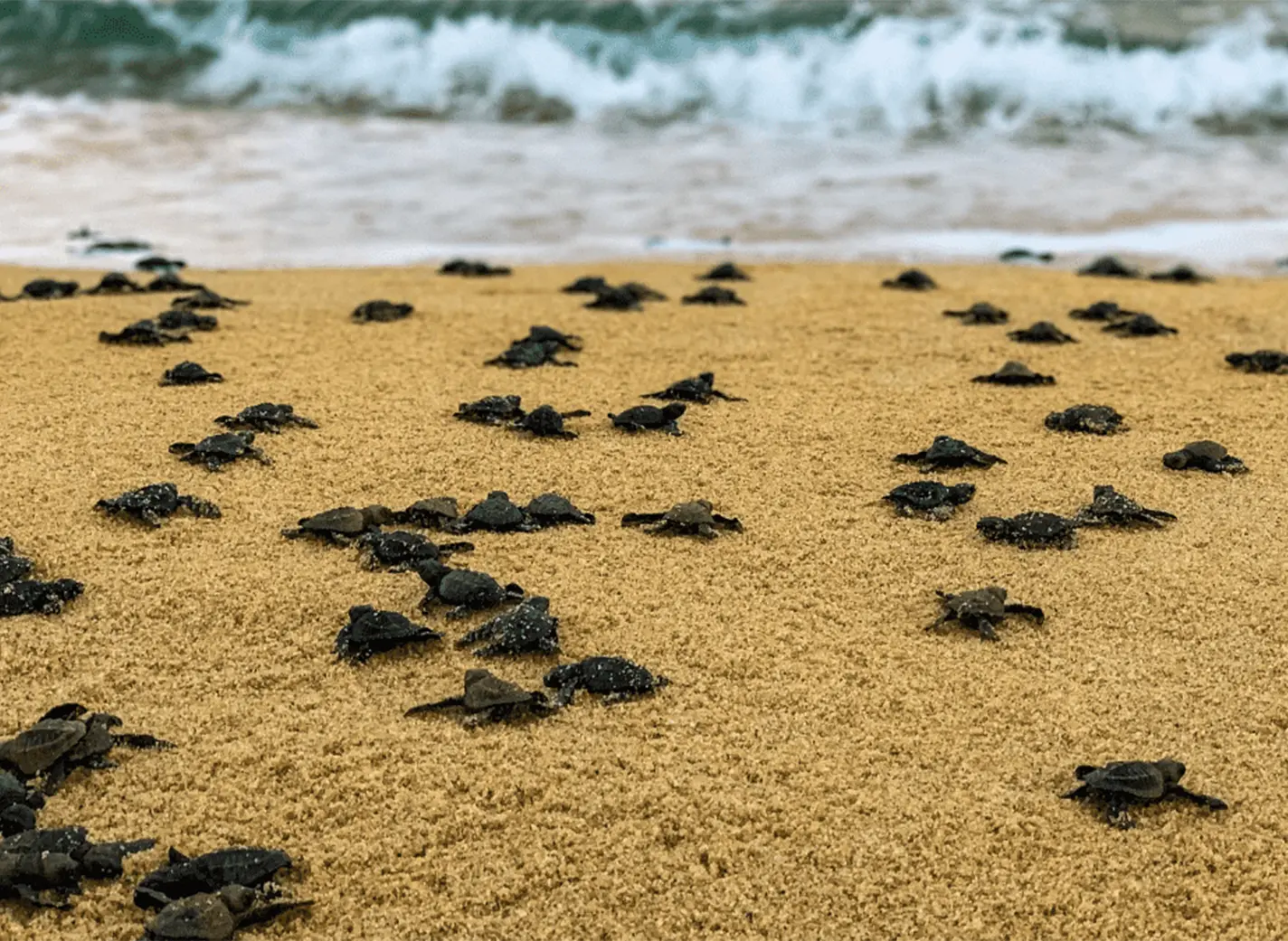 Thumbaiil-tortugas.webp
